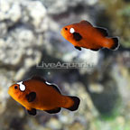 Sanjay Black Photon F2 Naked with Dots Clownfish (Bonded Pair) (click for more detail)