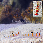 Orange Stripe Prawn Goby (Bonded Pair) with Red Banded Snapping Shrimp (click for more detail)
