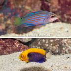 Flameback Angelfish and Six Line Wrasse, Pair (click for more detail)