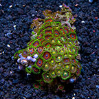 Wham'n Watermelon and Green Bay Packers Colony Polyp Rock Zoanthus Indonesia IM (click for more detail)