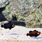 Sanjay Black Photon F2 Naked with Dots Clownfish (Bonded Pair) (click for more detail)