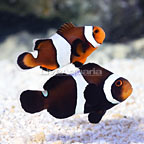 Sanjay Black Photon F2 Misbar Clownfish (Bonded Pair) (click for more detail)