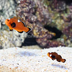 Sanjay Black Photon F2 Naked with Dots Clownfish (Bonded Pair) (click for more detail)