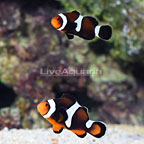 Sanjay Black Photon F2 Misbar Clownfish (Bonded Pair) (click for more detail)
