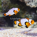 ORA® Captive-Bred Premium Snowflake Clownfish (Bonded Pair) (click for more detail)