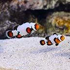 ORA® Captive-Bred Premium Black Ice Snowflake Ocellaris Clownfish (Bonded Pair) (click for more detail)