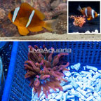 Two Banded Clownfish and Grade A Rose Bubble Tip Anemone (click for more detail)