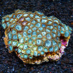 Smurfs Blood and Candy Apple Pink Colony Polyp Rock Zoanthus Indonesia IM (click for more detail)