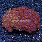 Red People Eater and Green People Eater Colony Polyp Rock Zoanthus Indonesia IM (click for more detail)