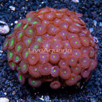 Red People Eater and Green People Eater Colony Polyp Rock Zoanthus Indonesia IM (click for more detail)