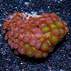 Red People Eater and Green People Eater Colony Polyp Rock Zoanthus Indonesia IM (click for more detail)