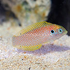 Kuiter's Leopard Wrasse Initial Phase EXPERT ONLY (click for more detail)