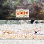 Orange Spotted Prawn Goby (Bonded Pair) with Red Banded Pistol Shrimp (click for more detail)