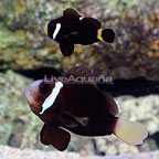 ORA® Captive-Bred McCulloch's Clownfish (Bonded Pair) (click for more detail)