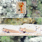 Orange Spotted Prawn Goby (Bonded Pair) with Red Banded Pistol Shrimp (click for more detail)