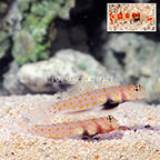 Orange Spotted Prawn Goby (Bonded Pair) with Red Banded Pistol Shrimp (click for more detail)