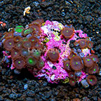 Aussie Red People Eaters and Green People Eaters Colony Polyp Rock Zoanthus IM (click for more detail)
