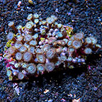 Silver Bullet Blues and Candy Apple Pink Colony Polyp Rock Zoanthus Indonesia IM (click for more detail)