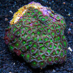 Green People Eater and Red People Eater Colony Polyp Rock Zoanthus Indonesia IM (click for more detail)
