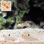 Orange Stripe Prawn Goby (Bonded Pair) with Red Banded Snapping Shrimp (click for more detail)