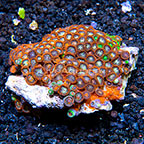 Fire and Ice and Radioactive Dragon Eye Colony Polyp Rock Zoanthus Indonesia IM (click for more detail)