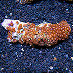 Creamsicle and Radioactive Dragon Eye Colony Polyp Rock Zoanthus Indonesia IM (click for more detail)