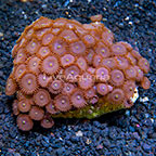 Red People Eater Colony Polyp Rock Zoanthus Indonesia IM (click for more detail)