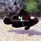 ORA® Captive-Bred Extreme Misbar Black Snowflake Ocellaris Clownfish (click for more detail)