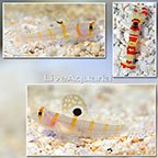 Orange Stripe Prawn Goby (Bonded Pair) with Red Banded Snapping Shrimp (click for more detail)