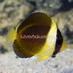 Bali Aquarich Captive-Bred Scribbled Angelfish (click for more detail)