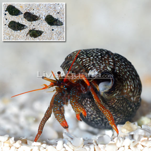 tip hermit mexican red