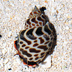 Brown Blotch Babylonia Snail