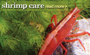 Shrimp Care