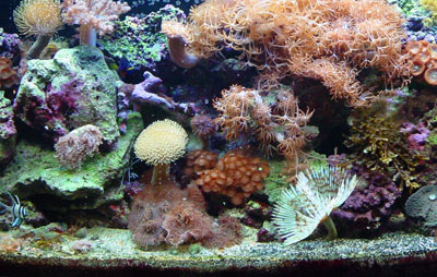 aquarium set up step by step guide to creating a reef aquarium reef aquarium 400x254