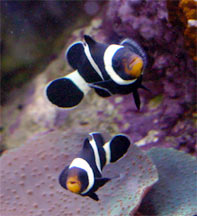 How Long Can Clownfish Live Without Food How Long Can Clownfish Live Without Food