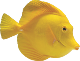 Fish Love AutoDelivery!