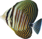 Fish Love AutoDelivery!