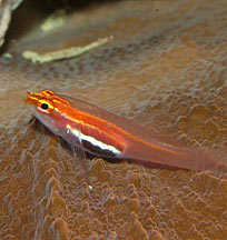 Quality Aquatic Life