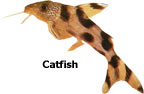 Catfish