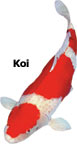 Koi