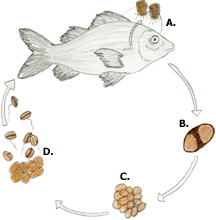 Illustration of Lifecycle