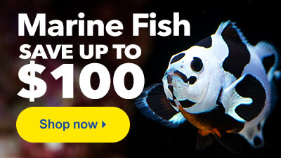 Marine Fish