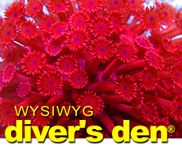 Diver's Den - WYSIWYG Fish, Corals, Inverts & More