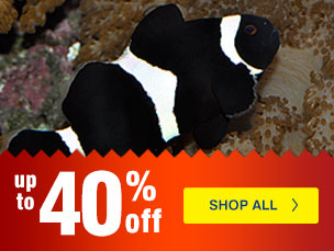 Weekly Specials from LiveAquaria.com - Fish, Corals, Inverts and more on sale for your aquarium