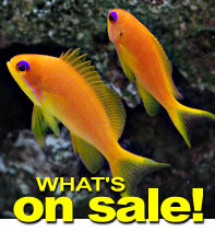 Weekly Specials from LiveAquaria.com - Fish, Corals, Inverts and more on sale for your aquarium