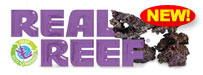 NEW! Real Reef Rock