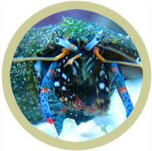Dwarf Blue Leg Hermit Crab - Tiny