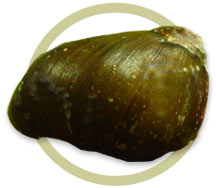 Картинка с форума