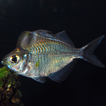 Humphead Glassfish