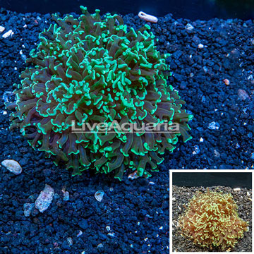 Hammer Hybrid Coral Australia